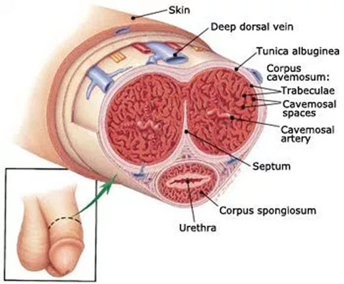 Penis Diagram