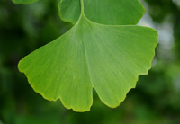 Ginkgo