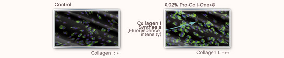 Images showing increased collagen production with regular use of Pro-Coll-One+